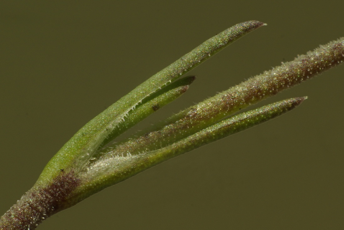 Image of Minuartia adenotricha specimen.