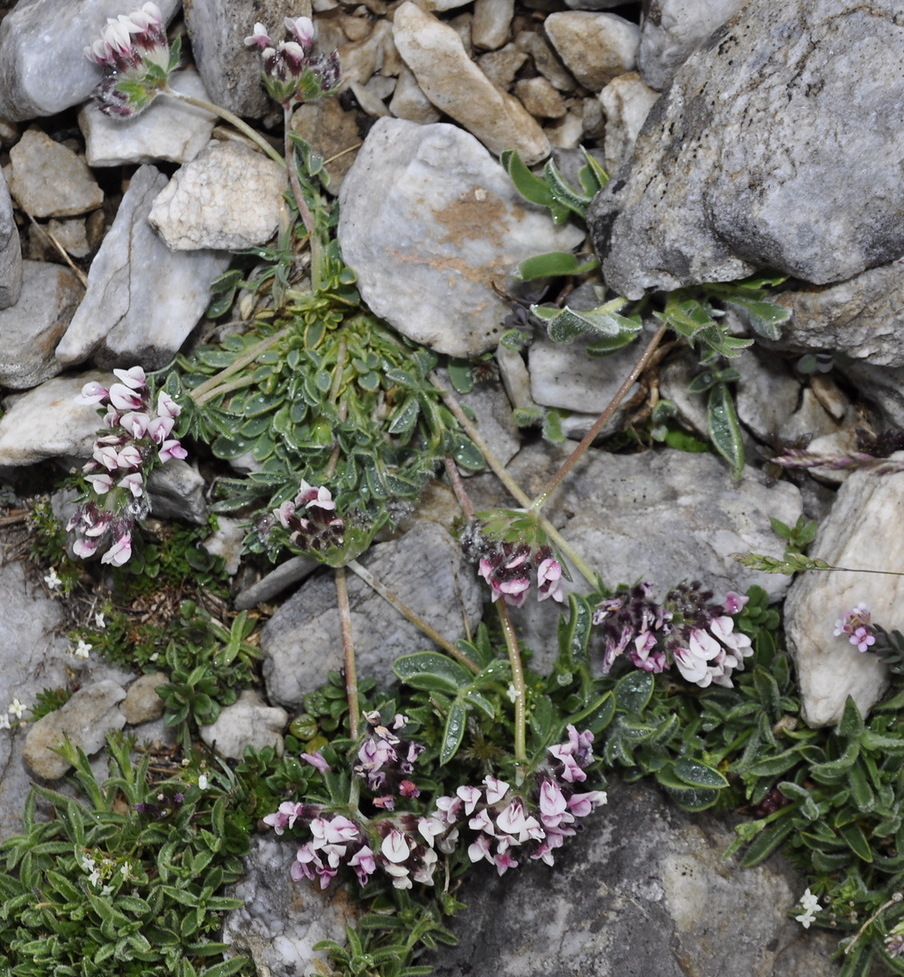 Image of Anthyllis vulneraria ssp. pulchella specimen.