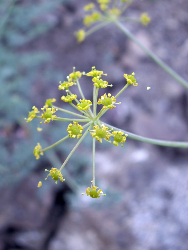 Image of Ferula transiliensis specimen.