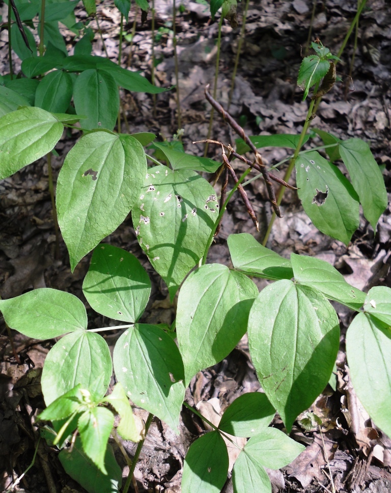 Image of Lathyrus vernus specimen.