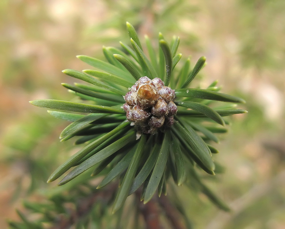 Изображение особи род Pinus.