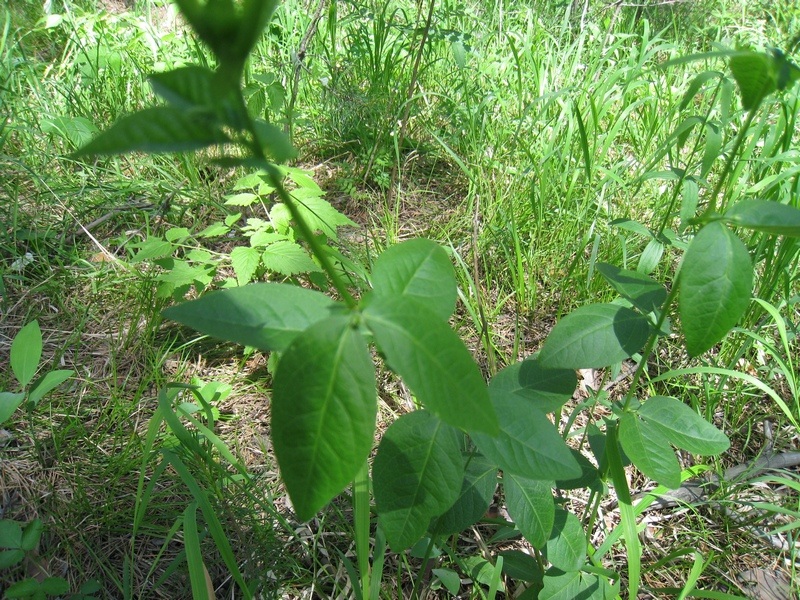 Изображение особи Vicia unijuga.