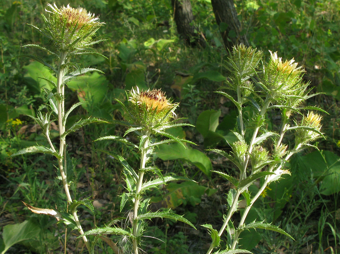 Image of Carlina biebersteinii specimen.