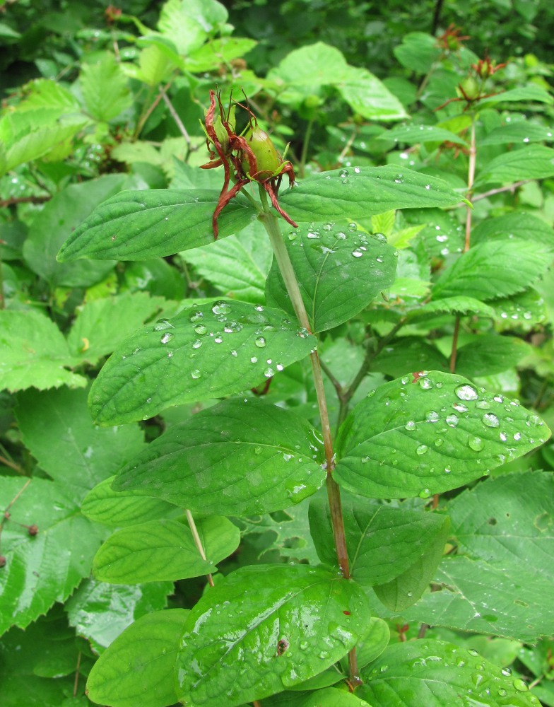 Изображение особи Hypericum xylosteifolium.