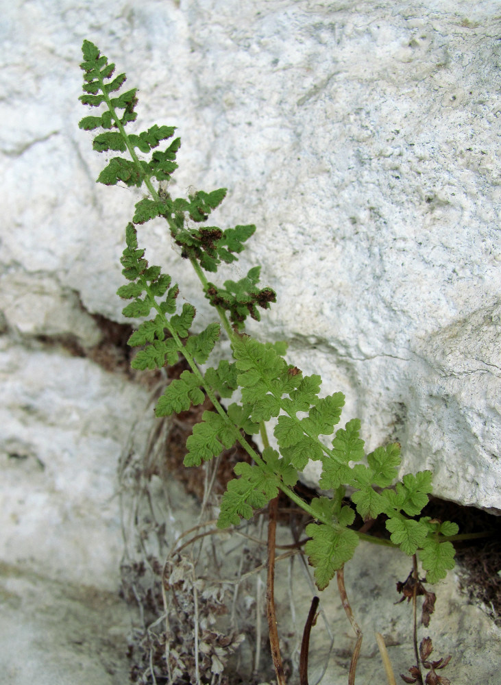 Image of Cystopteris dickieana specimen.