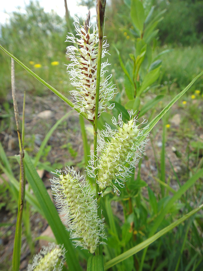 Изображение особи Carex rhynchophysa.