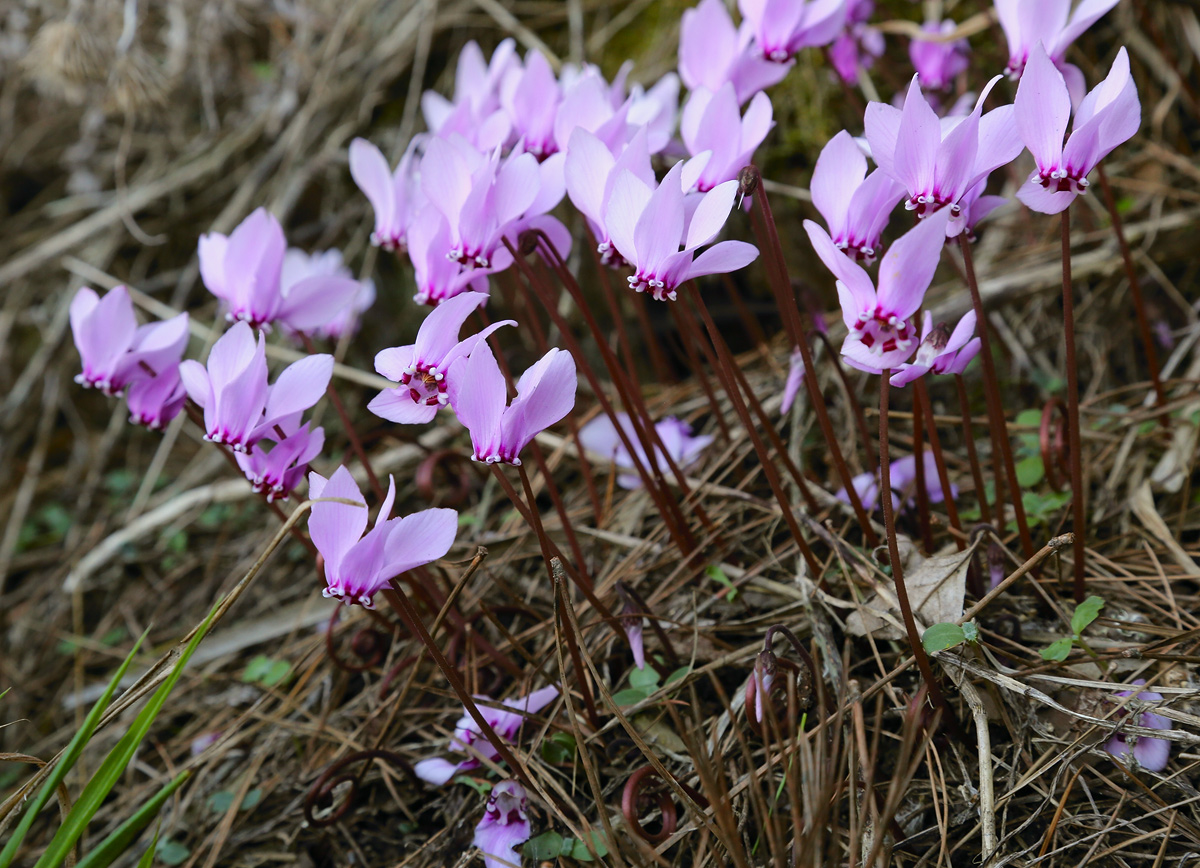 Image of Cyclamen hederifolium specimen.