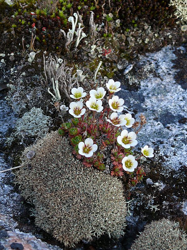 Image of Saxifraga cespitosa specimen.