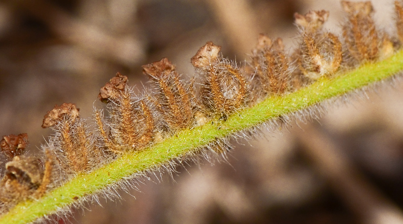 Изображение особи Heliotropium suaveolens.