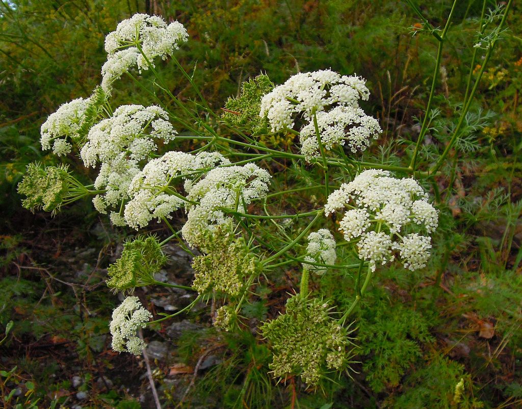 Изображение особи Kitagawia baicalensis.