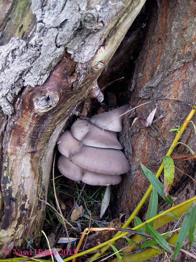 Image of Salix babylonica specimen.