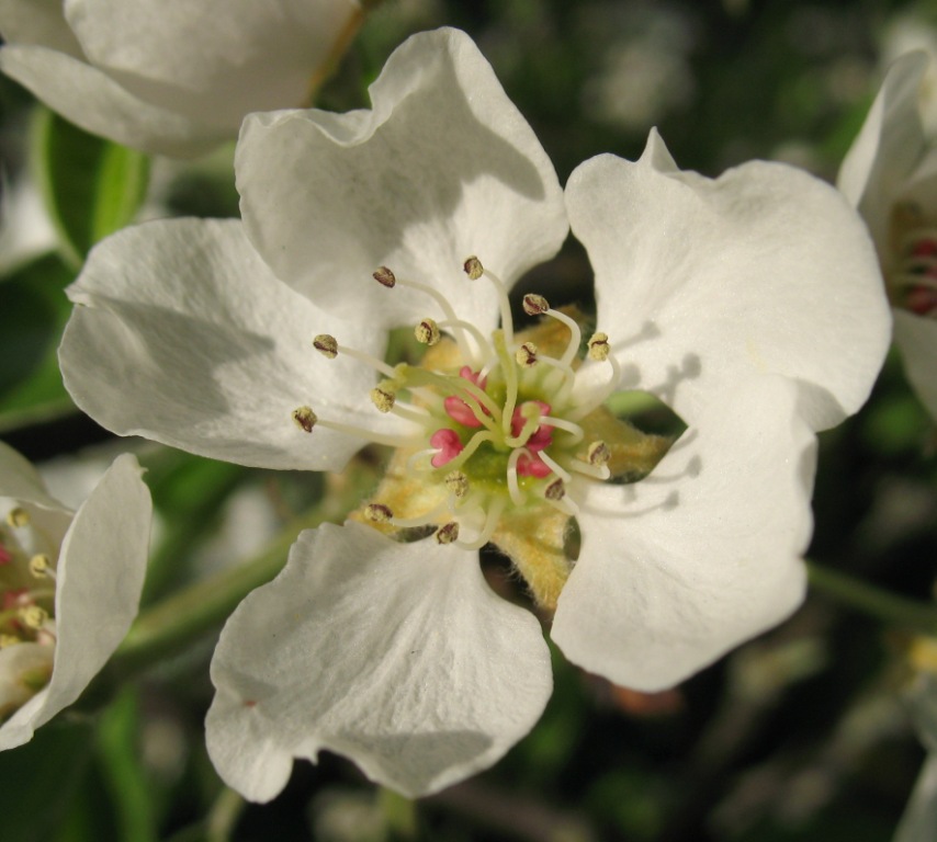 Image of Pyrus communis specimen.