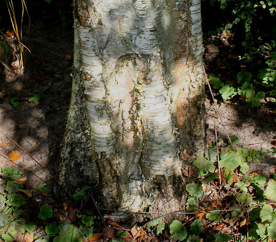 Изображение особи Betula ermanii.