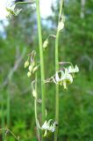Image of taxon representative. Author is Александр Эбель