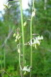 Zigadenus sibiricus