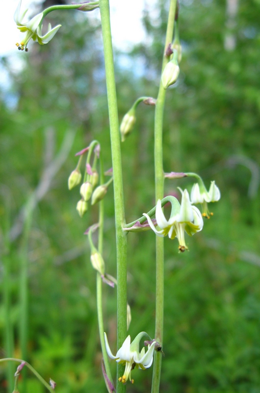 Image of Zigadenus sibiricus specimen.