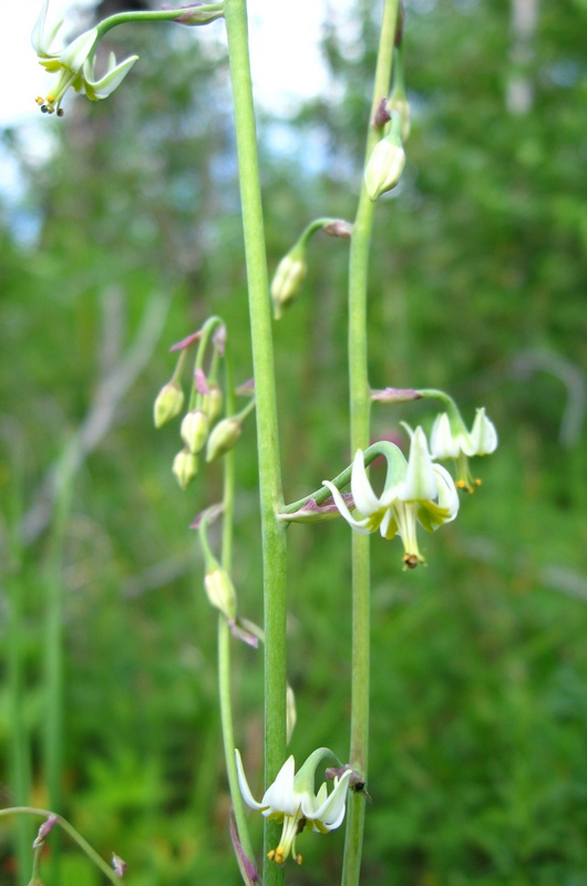 Изображение особи Zigadenus sibiricus.