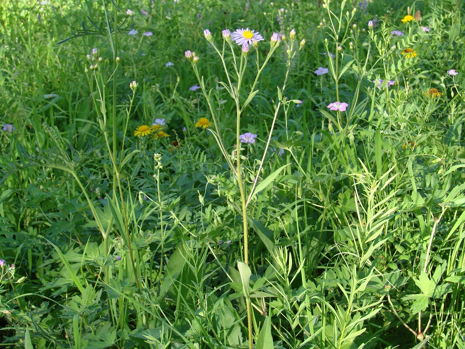 Изображение особи Aster tataricus.