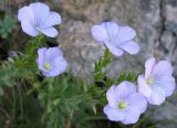 Linum lanuginosum