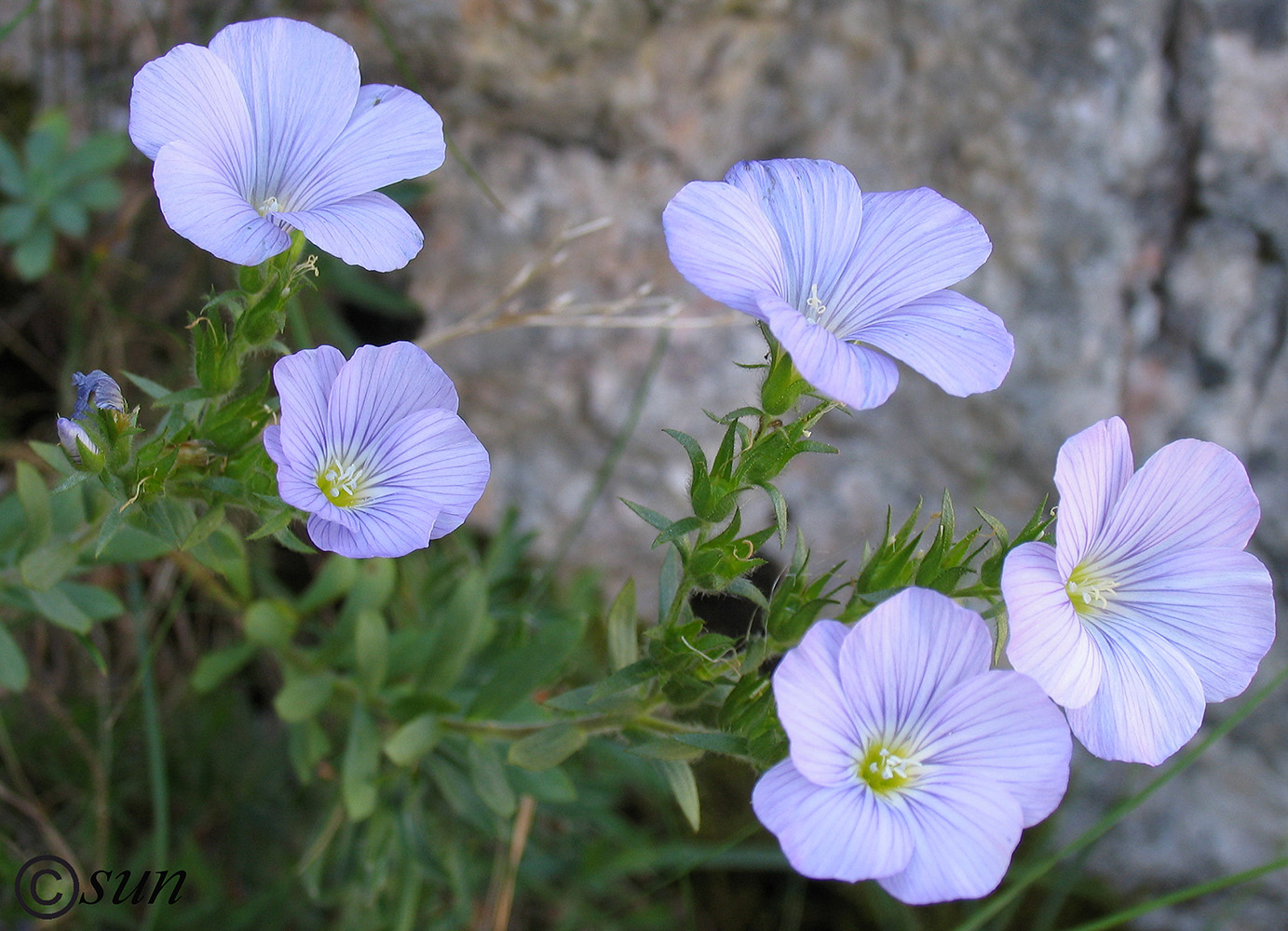 Изображение особи Linum lanuginosum.