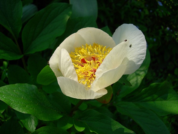 Image of Paeonia wittmanniana specimen.