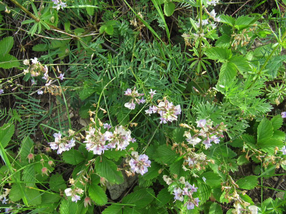 Изображение особи Astragalus silvisteppaceus.