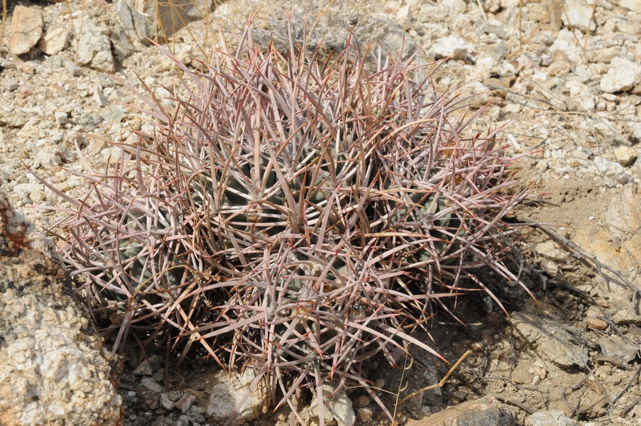 Изображение особи Echinocactus polycephalus.