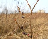Salix cinerea. Побеги с распускающимися генеративными почками. Московская обл., Электрогорск, берег Стахановского озера. 15.03.2014.
