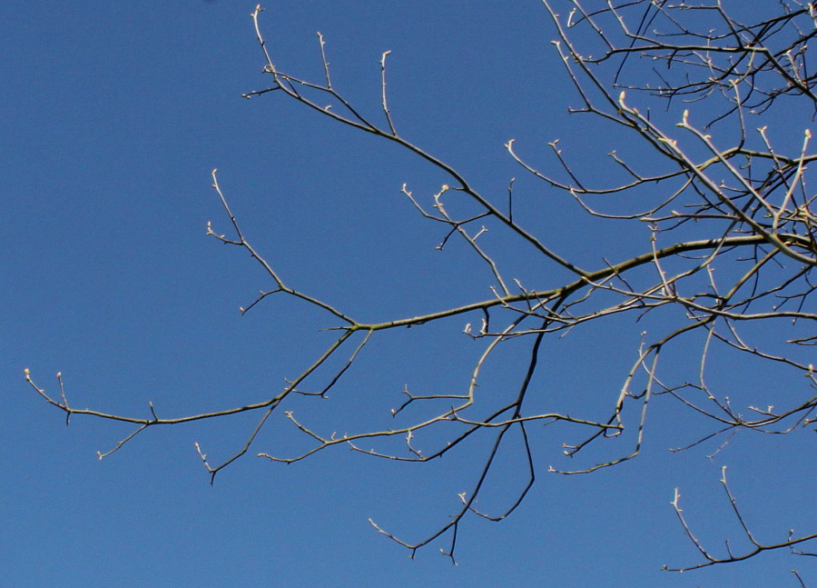 Image of Carya glabra specimen.
