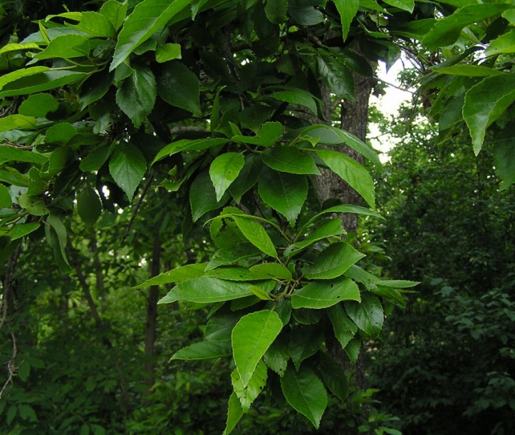 Image of Alnus japonica specimen.