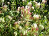 Trifolium stellatum. Соцветия. Греция, п-ов Пелопоннес, окр. г. Катаколо. 10.04.2014.
