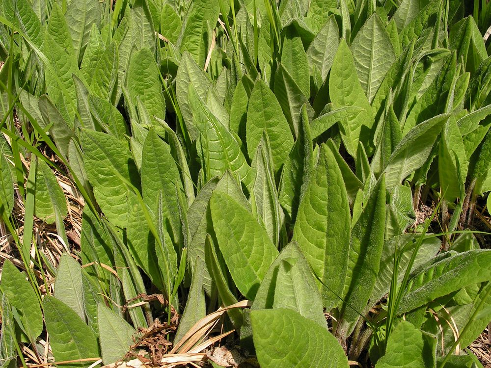 Image of genus Saussurea specimen.