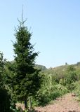 Abies sibirica. Молодое дерево возле дачи. Восточный Казахстан, Глубоковский р-н, окр. с. Тарханка, дачный посёлок, в культуре. 26.07.2012.