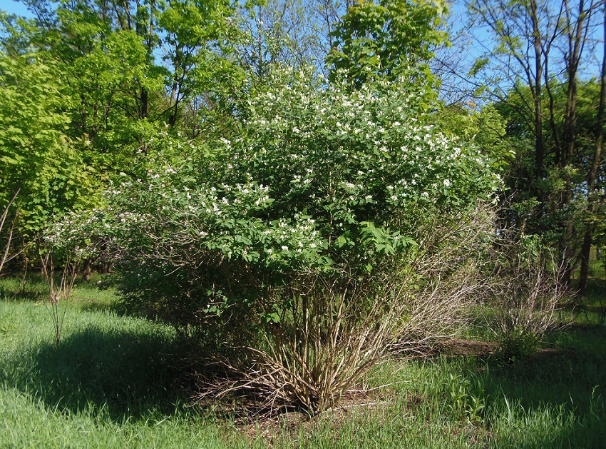 Image of Lonicera tatarica specimen.