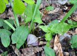 Arum orientale