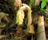 Hypopitys monotropa