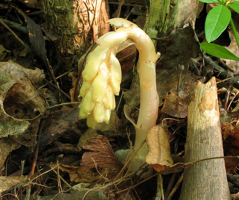 Image of Hypopitys monotropa specimen.