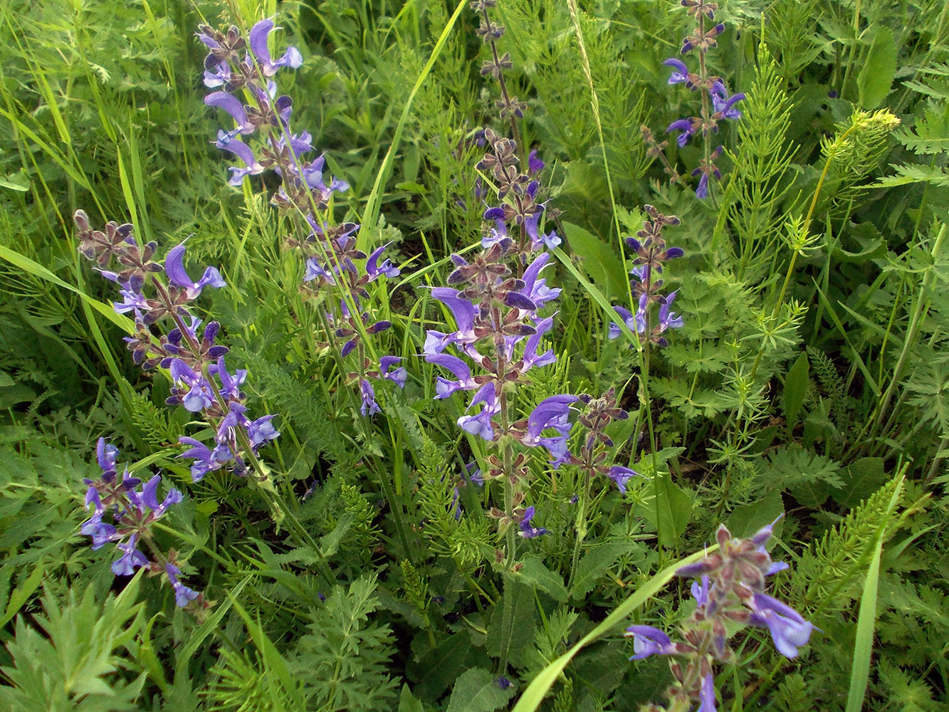 Изображение особи Salvia pratensis.