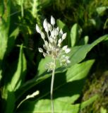 Allium delicatulum