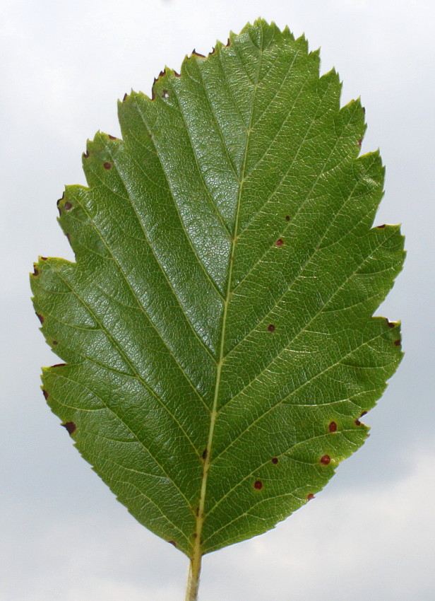 Image of Sorbus mougeotii specimen.