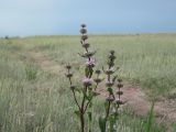 Phlomoides tuberosa