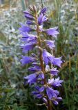 Campanula ruthenica