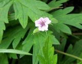 Geranium sibiricum