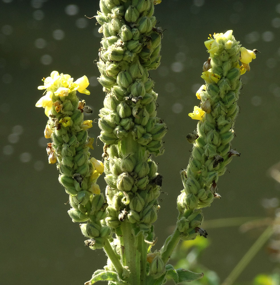 Image of Verbascum thapsus specimen.
