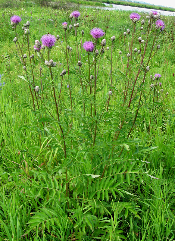 Image of Serratula coronata specimen.