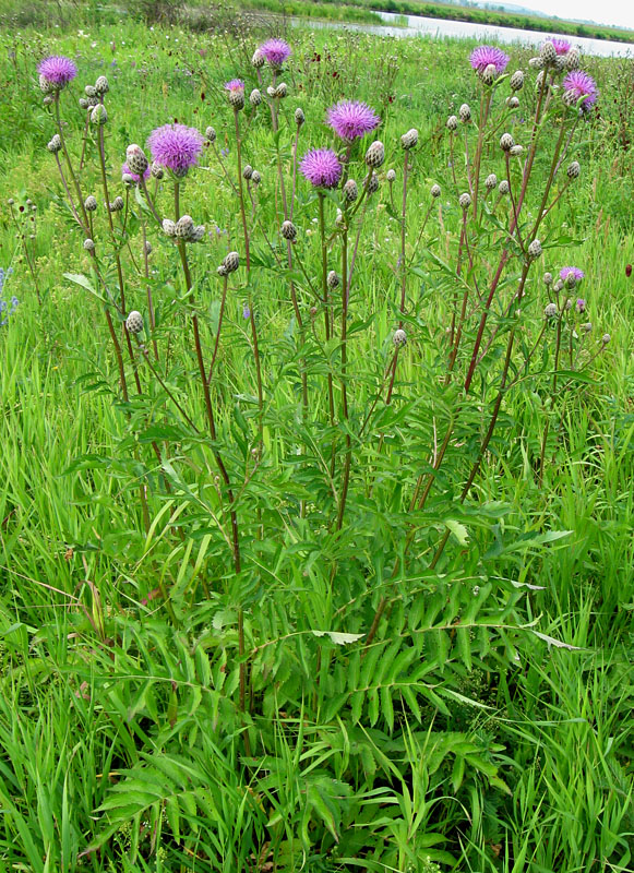 Изображение особи Serratula coronata.