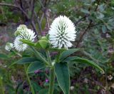 Trifolium montanum