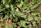 Rumex подвид horizontalis