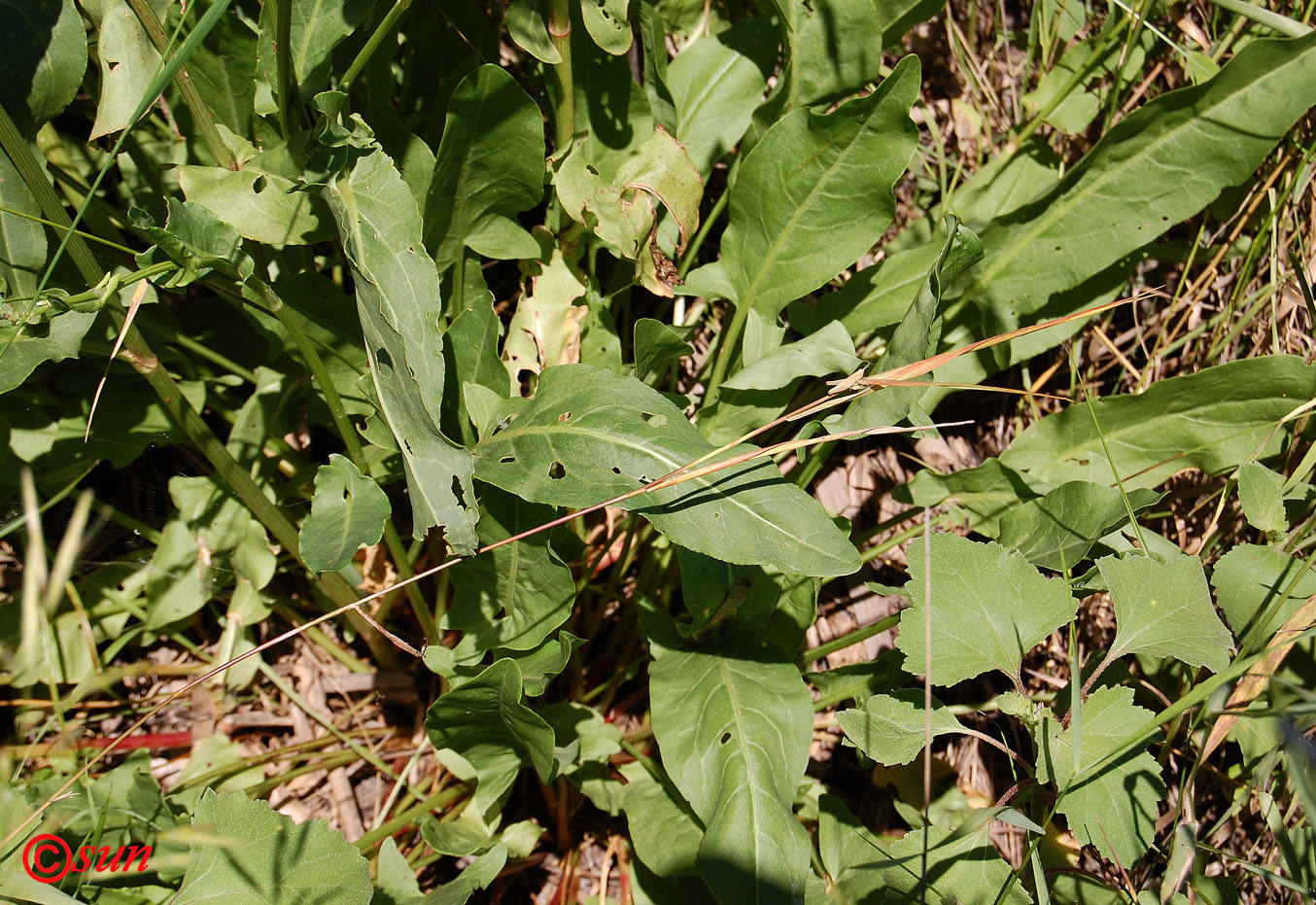 Изображение особи Rumex tuberosus ssp. horizontalis.