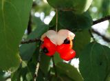 Euonymus verrucosus